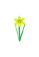 Daffodil - Rare Flowers